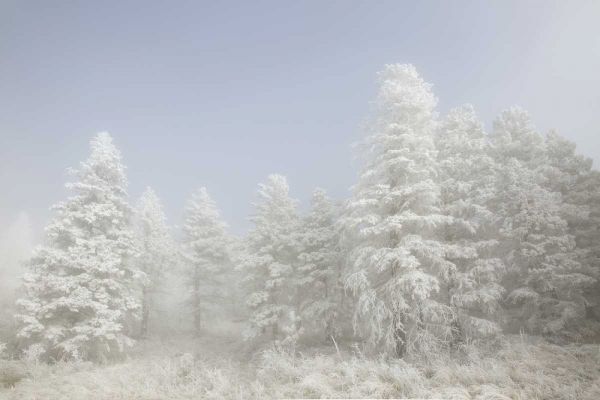 Colorado, Pike NF Trees with hoarfrost in fog